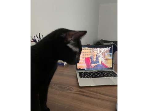 Oyuncu tekir kedimiz