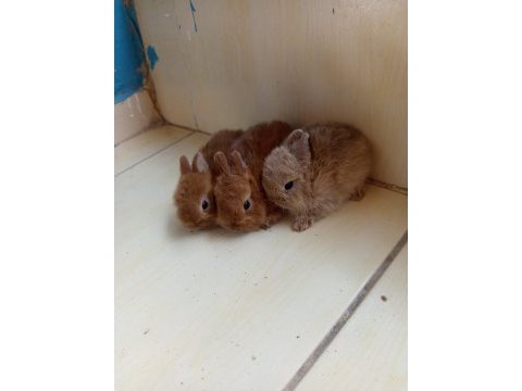 Hollanda teddy lop tavşan yavruları