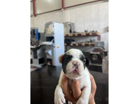 4 erkek ve 1 dişi french bulldog