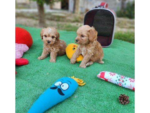 Maltipoo  yavrularımız 