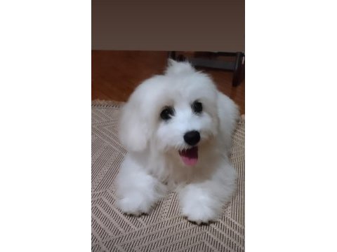 Acil maltese terrier 4 aylık