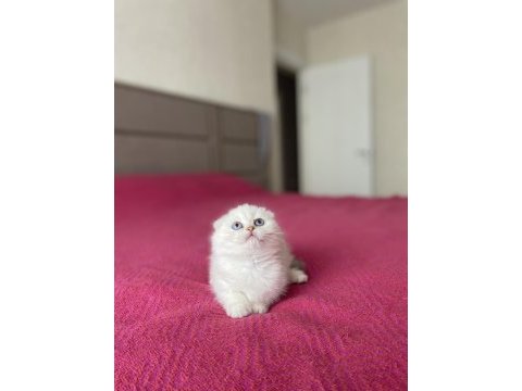 Scottish fold silver yavrularım 