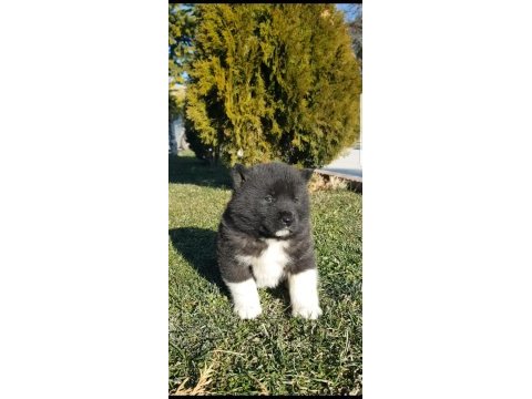 Safkan amerikan akita