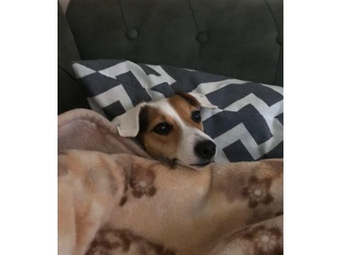 Dünyalar tatlısı jack russell kızımıza acil yuva