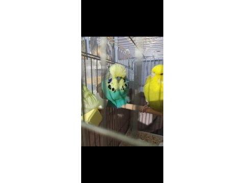 Üst vasıf show jumbo çift muhabbet kuşu