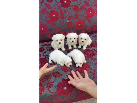 Maltese terrier ( teacup )