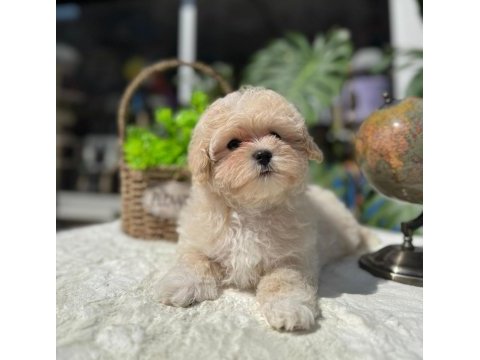 Ruhsatlı köpek çifliğinden maltipoo yavrular 