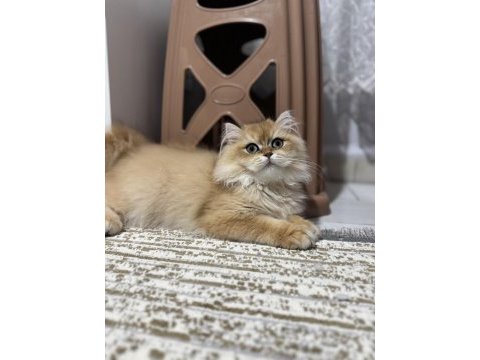 Erkek british longhair