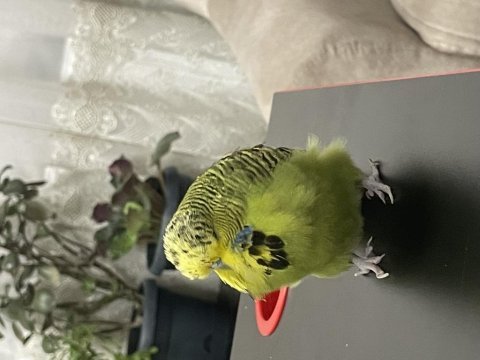 Jumbo garanti takım muhabbet kuşu