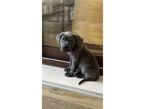 Blue cane corso erkek 2 aylık
