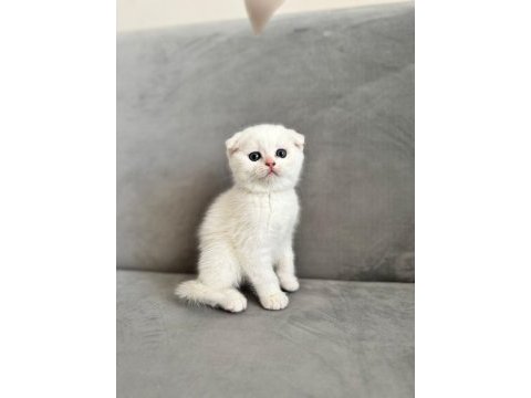 Kendi kedimizin scottish fold yavruları