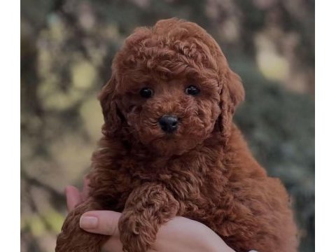 Toy poodle köpeği