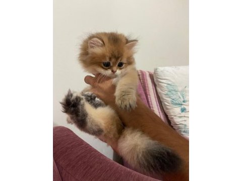 British longhair kedimiz