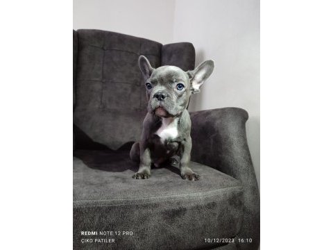 French bulldog yavru köpeklerimiz