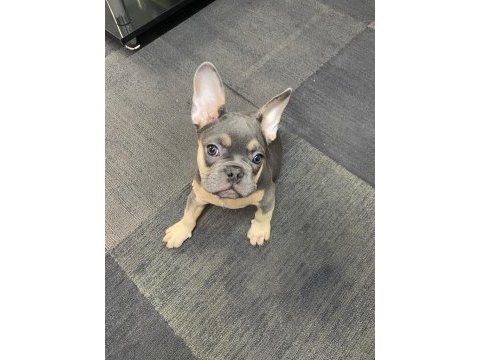 French bulldog 3 aylık