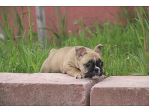 Fawn french bulldog bebekler yuvalarını arıyorlar