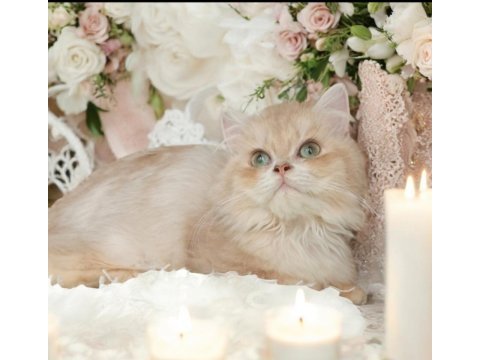British longhair dişi