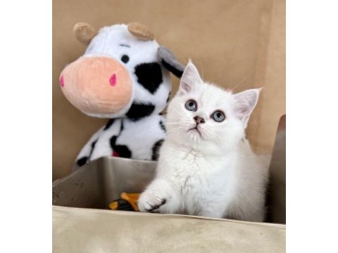 British shorthair bebekler