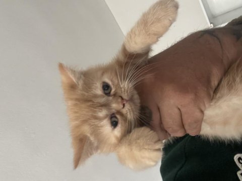 2 aylık exotic shorthair yavrular