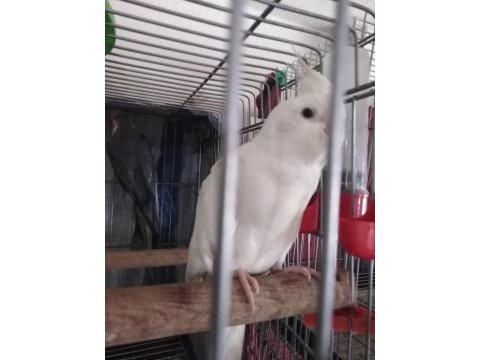 Kuşçu babadan meraklısına sultan papağanı