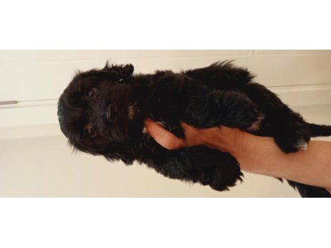 İki aylık terrier yavrusu