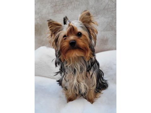 Yorki yavrular
