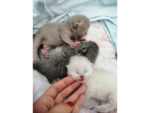 Kendi scottish fold yavrularımız