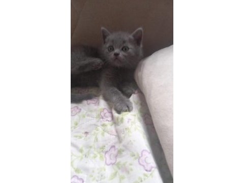 Scottish fold ve british yavrular