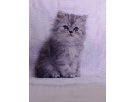 3 aylık tuvalet eğitimli persian yavru kedimiz