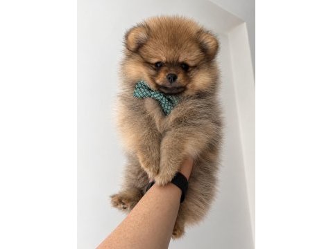 Pomeranian boo ayı surat orange erkek