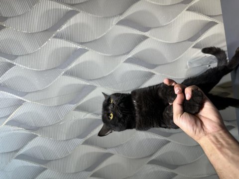 British shorthair erkek kedimiz