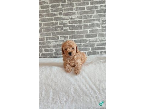 Wc eğitimli tüy dökmeyen toy poodle