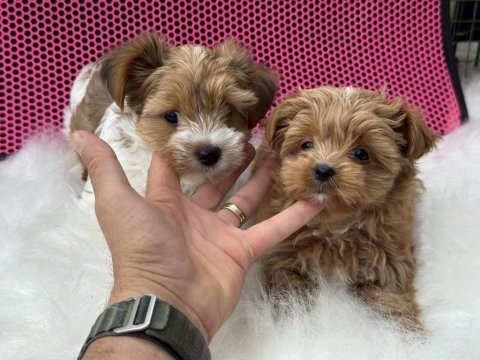 Petmode köpek çiftliğinden tea cup morkie