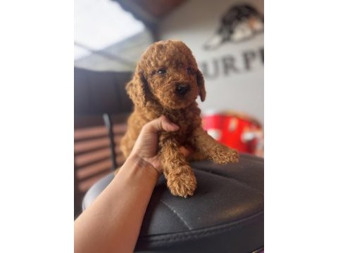 İçinizi ısıtan toy poodle bebekler