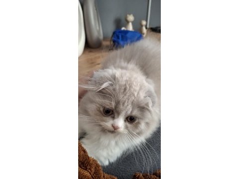 Lilak scottish fold bicolor dişi