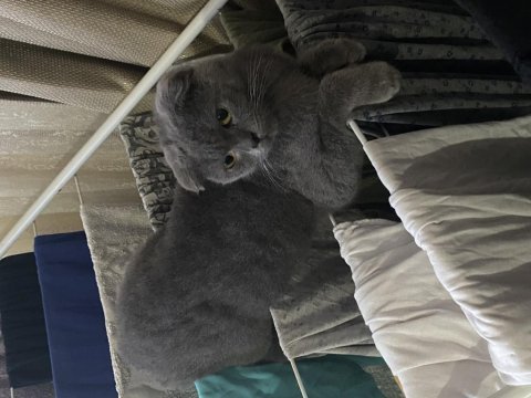 Safkan scottish fold dişi