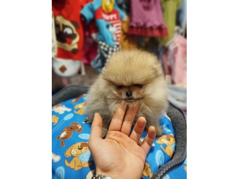 2 aylık pomeranian yavrum