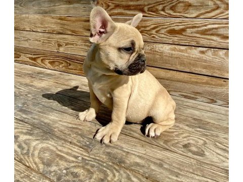 Bayram şekeri french bulldog köpekler