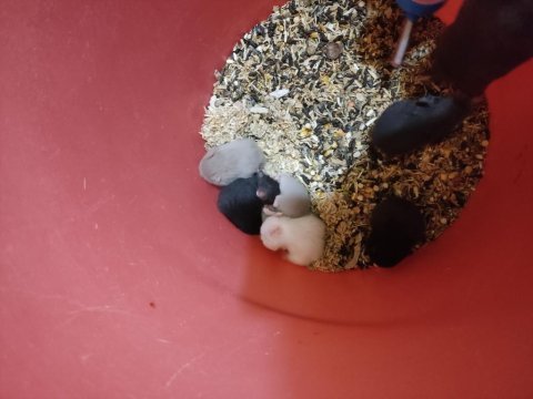 Çok şirin yavru hamsterler suriye ve gonzales
