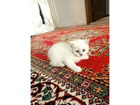 British ve blue point yavru kedimiz