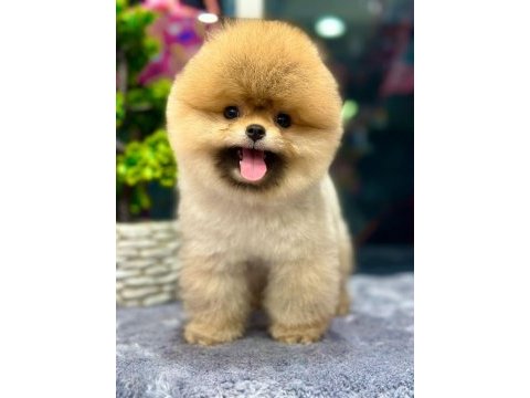 0 numara pomeranian yavrular