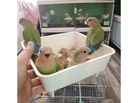 Yavru cennet ve sevda papağanı yavruları