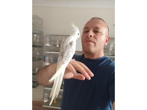 Sultan papağanı bebekler