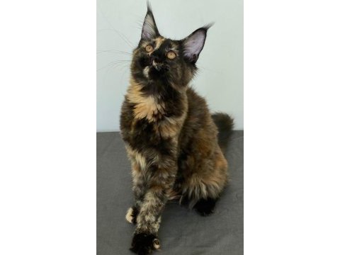 Maine coon dişi tortie caramel