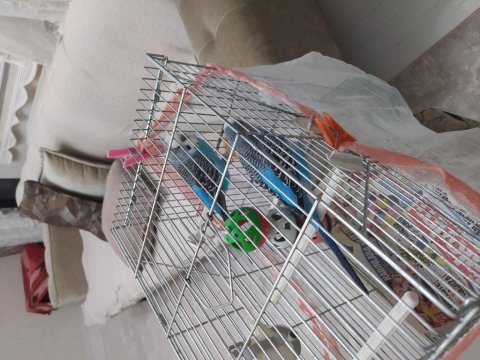 2 tane erkek muhabbet kuşu