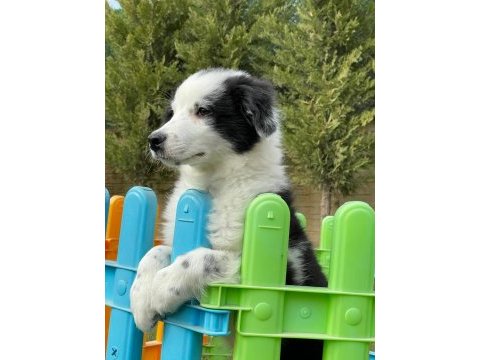 Border collie yavruları aşıları tam