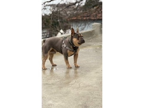 French bulldog yavru köpekler