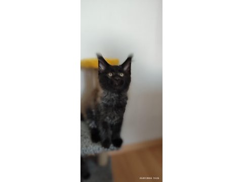 Vaşak kılığına girmiş maine coon leo