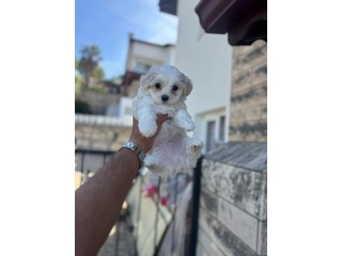 Orjinal maltese yavruları