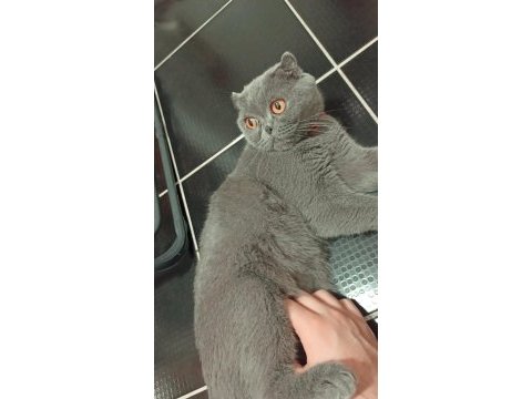 Scottish fold kızımıza yuva arıyoruz